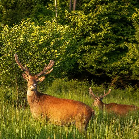 Grey Deer - Z Prywatnym - By Deer Hills Luxury *