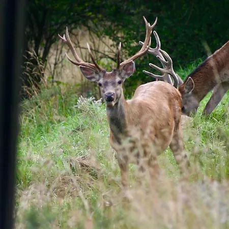 Grey Deer - Z Prywatnym - By Deer Hills Luxury *