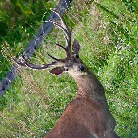 Дом отдыха Grey Deer - Z Prywatnym - By Deer Hills Luxury Kocon