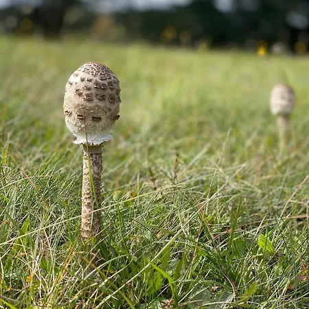 Дом отдыха Grey Deer - Z Prywatnym - By Deer Hills Luxury *