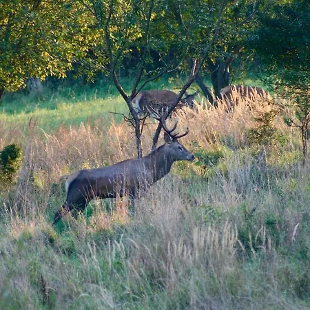 Grey Deer - Z Prywatnym - By Deer Hills Luxury Дом отдыха Kocon