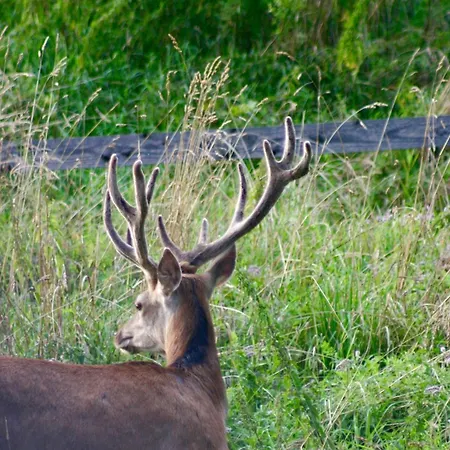 Grey Deer - Z Prywatnym - By Deer Hills Luxury *